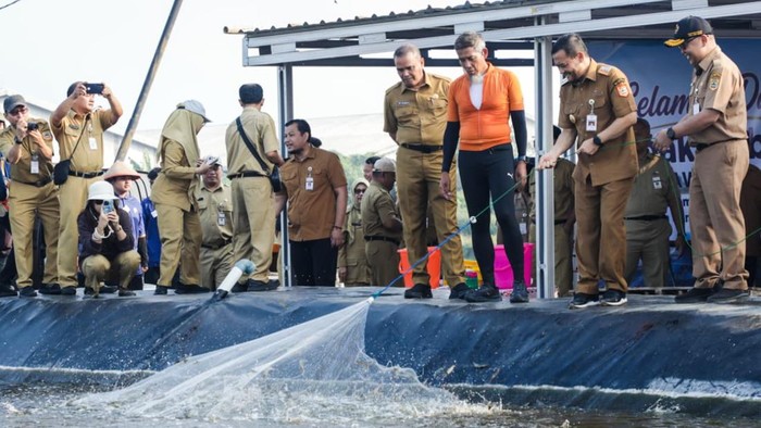 Sukses Panen Udang, Pemprov Jateng Buktikan Teknologi Closed System