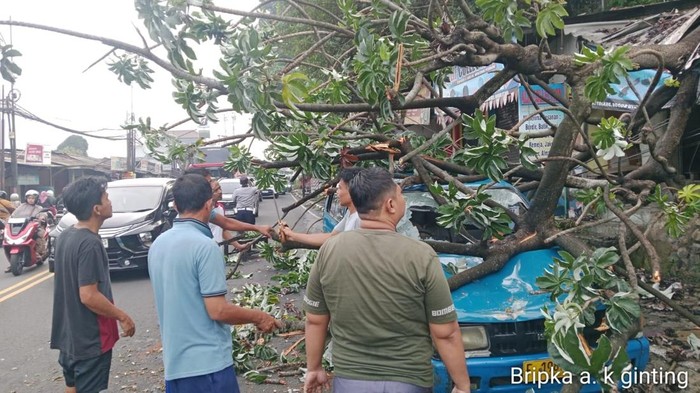 Pohon Tumbang Timpa Kios dan Angkot di Simpang Talang Bogor, Lalu Lintas Sempat Tersendat