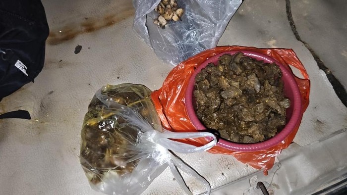 Tragis! Tapir Dilindungi di Lampung Dibunuh, Dagingnya Dimasak Rica-Rica oleh Pelaku