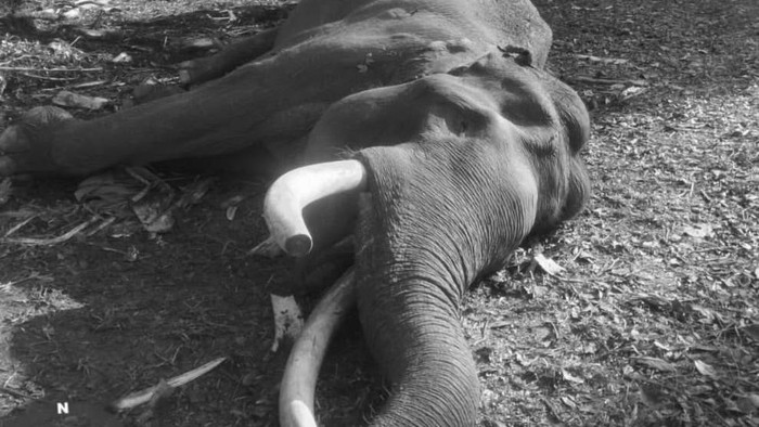 Ini Penyebab Kematian Gajah Indro yang Berusia 45 Tahun di TNTN