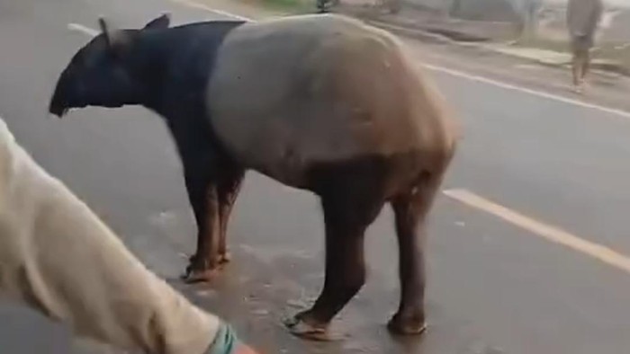 Viral Tapir Keliaran di Jalinsum Lampung, BKSDA Turun Tangan Cek Lokasi