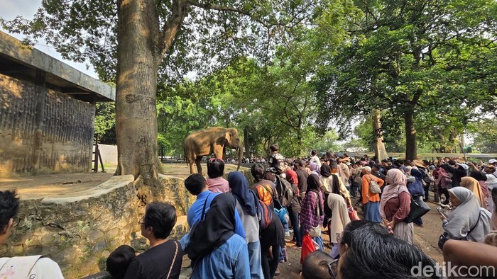 Libur Gratis HUT Jakarta, Ragunan Diserbu 135 Ribu Pengunjung