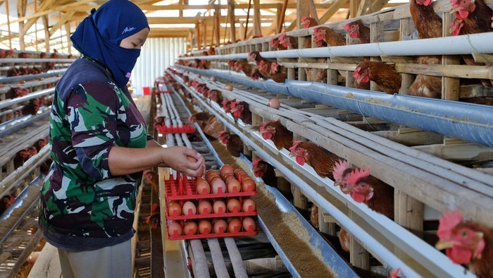 Harga Ayam & Telur di Peternak Masih Loyo, Ini Penyebabnya