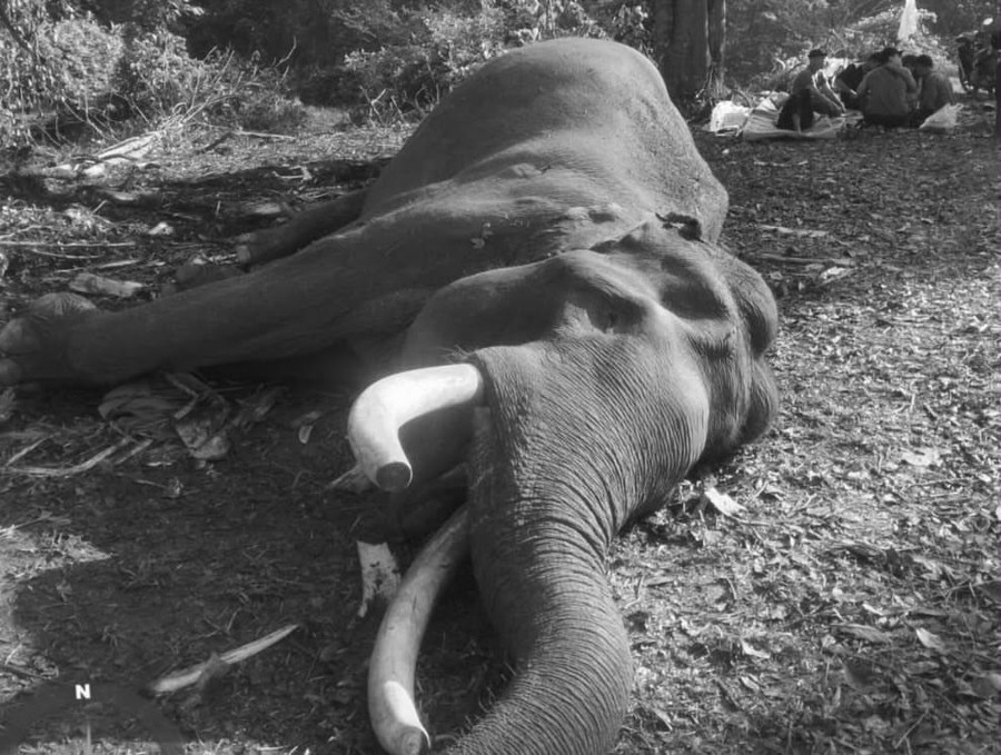 Pelalawan — Kabar duka menyelimuti dunia konservasi Indonesia. Seekor gajah Sumatera yang selama ini dikenal sebagai s