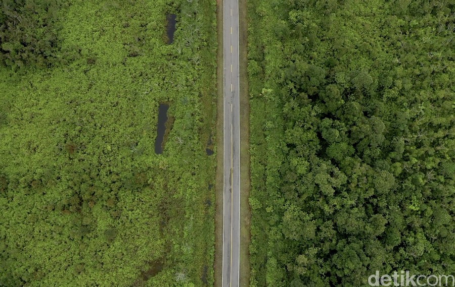 Indonesia Forestry Carbon Hub Resmi Beroperasi, Empat Proyek Kehutanan Jadi Percontohan Awal