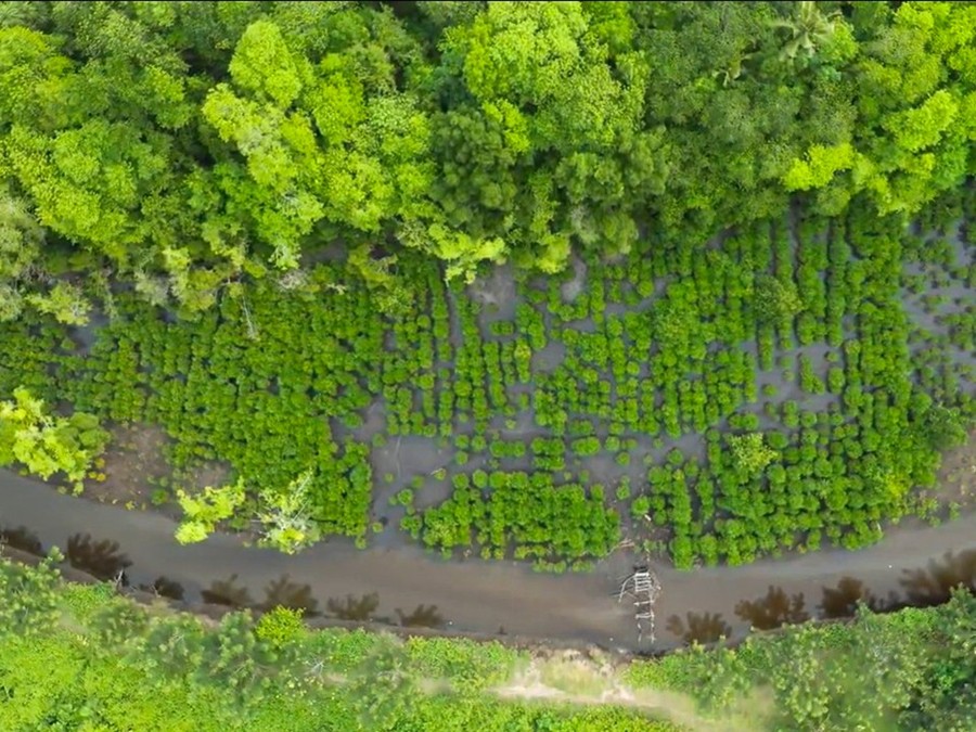 Halmahera Utara - Program rehabilitasi ekosistem pesisir yang digagas PT Nusa Halmahera Minerals (NHM) di wilayah Desa K