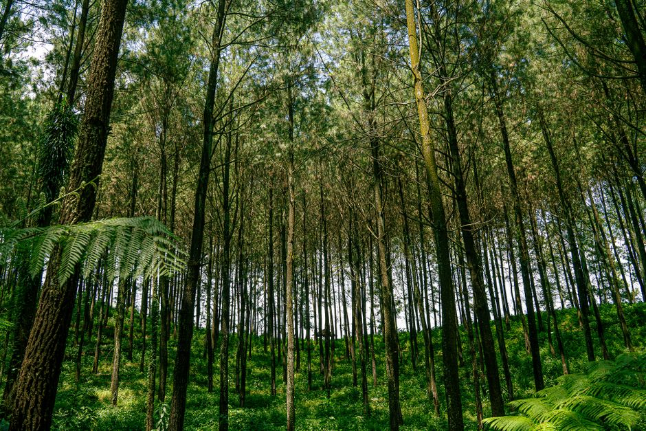 Menelusuri Agrowisata Kopi di Jawa Timur: Perpaduan Edukasi dan Liburan yang Memikat