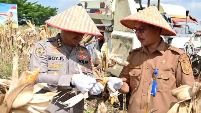 DUKUNG SWASEMBADA PANGAN, POLDA RIAU PANEN JAGUNG 4 HEKTARE DI PEKANBARU