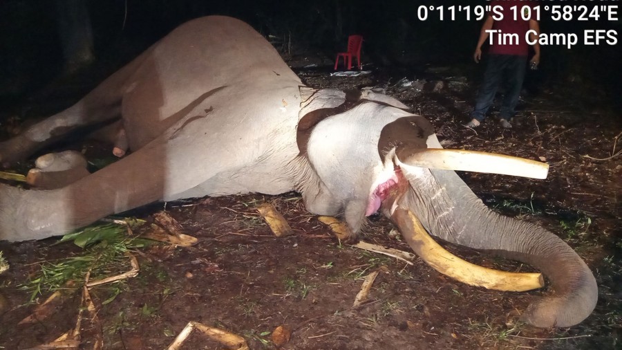 Gajah Indro Mati di TN Tesso Nilo, Dunia Konservasi Berduka
