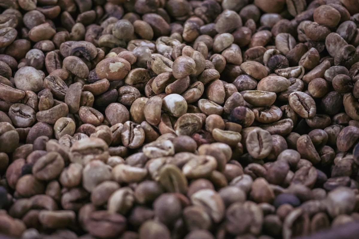 Kopi Luwak: Kontroversi di Balik Kemewahan Kopi Termahal di Dunia