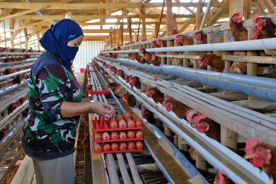 Apaberita.com, Jakarta  – Harga ayam ras pedaging dan telur ayam di tingkat peternak masih melanjutkan tren pelemahan 