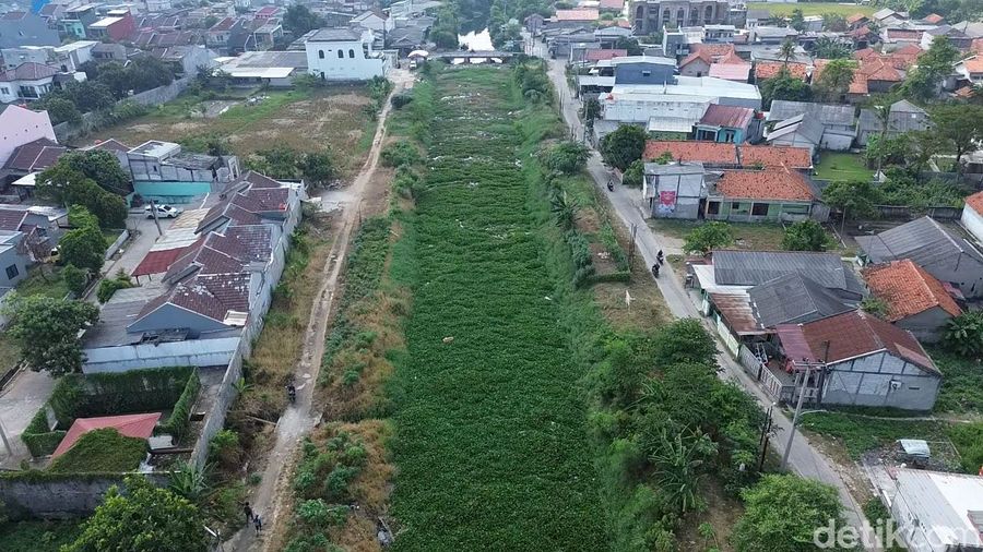 Eceng Gondok Kembali Kuasai Kali Blencong, Warga Cemas Banjir Susulan