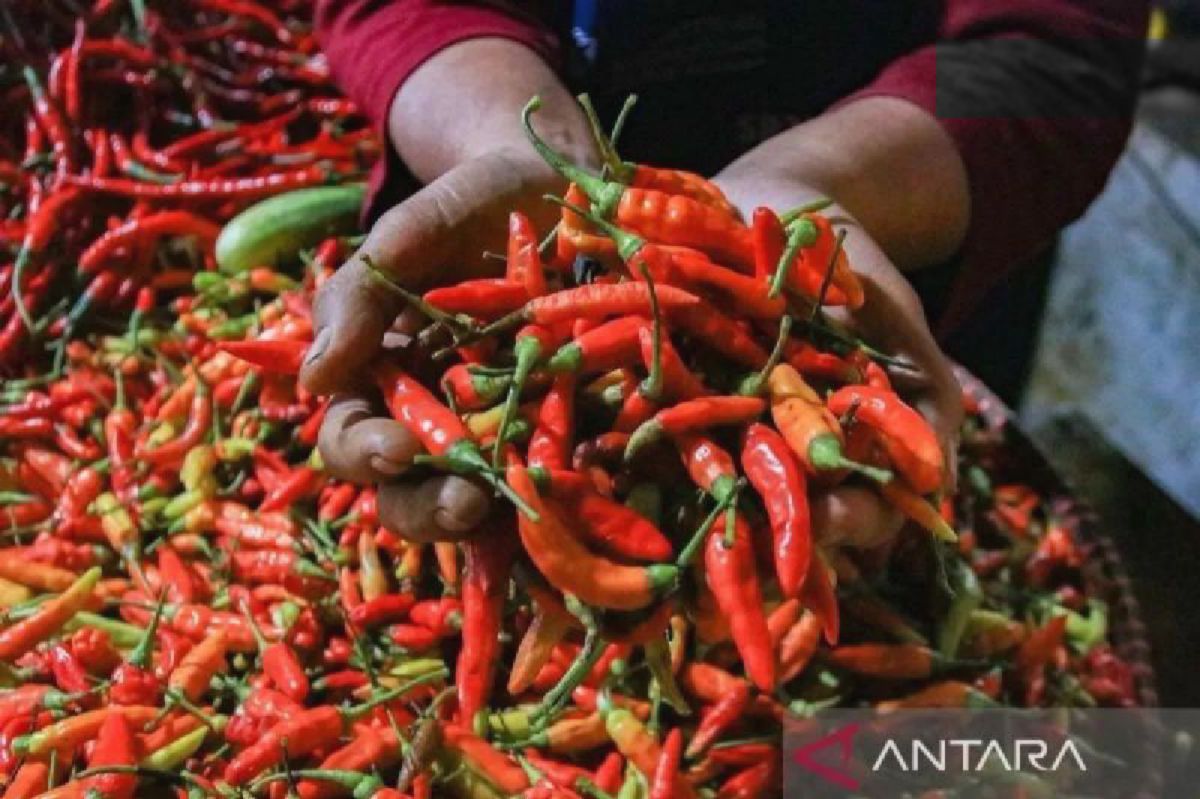 Cabai Rawit Tembus Rp58.150/kg, Harga Pangan Meroket