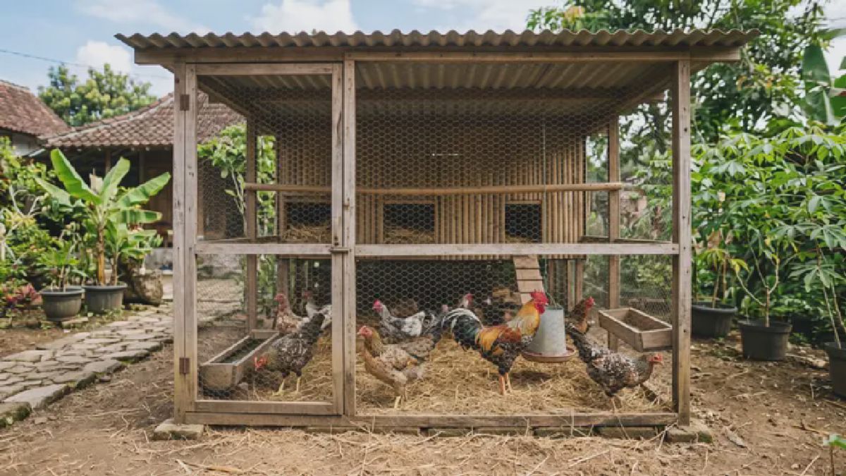 Solusi Kandang Ayam Mudah Dibersihkan Bebas Bau Setiap Hari