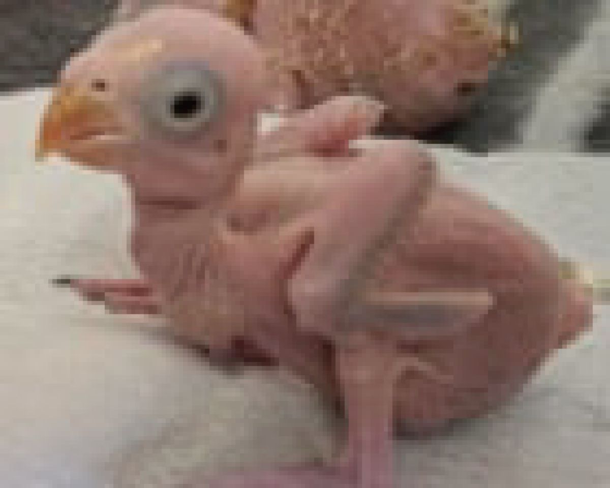 Polisi Afrika Selatan Tangkap Dua Warga Thailand Penyelundup Telur Burung Beo