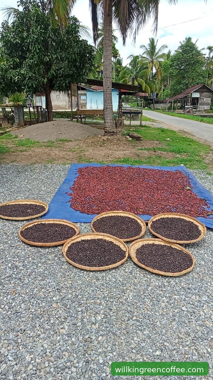 Dari Dataran Tinggi Gayo ke Cangkir Eropa: Pembeli Eropa Bicara Alasan Memilih Arabica Gayo dari Willkin Green Coffee